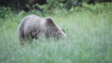 Avrupalı bir kahverengi ayı bir orman açıklığında yiyecek arıyor. Yakın plan..