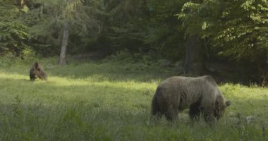 Avrupa kahverengi ayıları bir çayırda. Romanya.