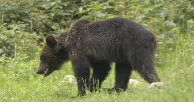 Avrupa kahverengi ayısı ormanı temizliyor. Romanya. Görüntüyü Kapat.