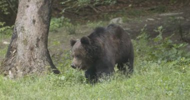 Avrupalı bir kahverengi ayı Romanya 'da bir ormanda yiyecek arıyor.