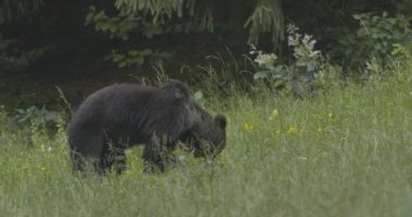 Ormanda yiyecek arayan Avrupalı bir kahverengi ayı..