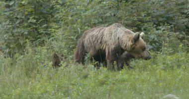 Avrupa kahverengi ayısı ve yavruları Romanya 'da bir açıklıkta.