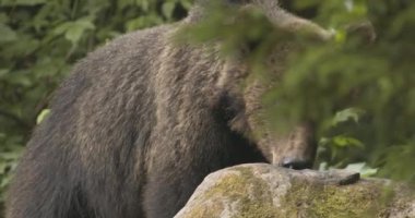 Avrupa kahverengi ayısı ormanı temizliyor. Romanya. Görüntüyü Kapat.