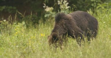 Ormanda yiyecek arayan Avrupalı bir kahverengi ayı..