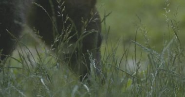 Avrupalı bir kahverengi ayı bir orman açıklığında yiyecek arıyor. Yakın plan, Yavaş Hareket Resmi.