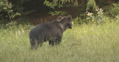Ormanda yiyecek arayan Avrupalı bir kahverengi ayı..