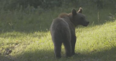 Avrupalı bir kahverengi ayı Romanya 'da bir ormanda yiyecek arıyor.