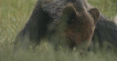 Uzun otların arasında Avrupalı kahverengi ayı. Görüntüyü Kapat.