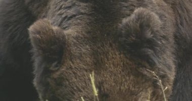 Avrupalı bir kahverengi ayı Romanya 'da bir ormanda yiyecek arıyor. Süper Yakın Çekim, Yavaş Hareket resmi.