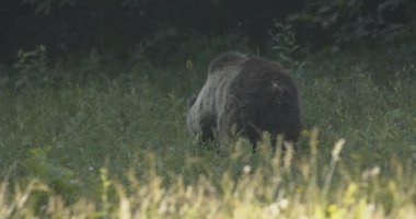 Çayırdaki Avrupa kahverengi ayısı. Yavaş Hareket ResmiName.
