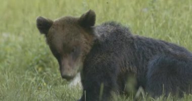 Uzun otların arasında Avrupalı kahverengi ayı.
