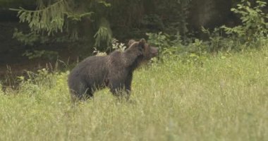 Ormanda yiyecek arayan Avrupalı bir kahverengi ayı. Yavaş Hareket ResmiName.