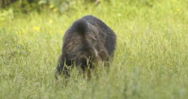 Ormanda yiyecek arayan Avrupalı bir kahverengi ayı. Hareket.