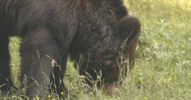 Avrupalı bir kahverengi ayı Romanya 'da bir ormanda yiyecek arıyor. Yavaş Hareket ResmiName.