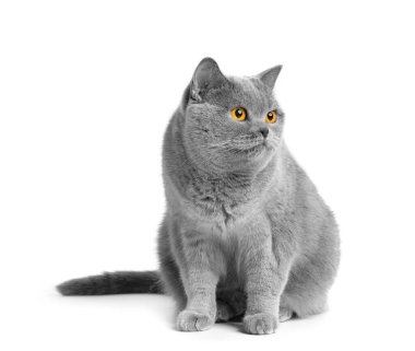 A fat shorthair cat with big red eyes sits on a white background. Animal obesity. British cat on a white background. A large cat of the British breed sits and looks in surprise