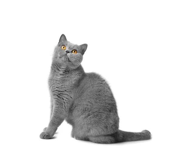 A fat shorthair cat with big red eyes sits on a white background. Animal obesity. British cat on a white background. A large cat of the British breed sits and looks in surprise. The cat is asking for food.