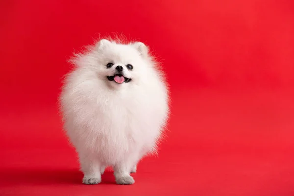 Portraite of cute fluffy puppy of pomeranian spitz. Little smiling dog siting on bright trendy red background.
