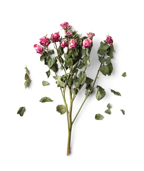 Branch Dead Roses Isolated Dry Pink Roses White Background Top — Stock Photo, Image