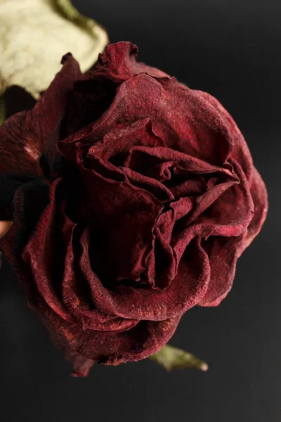 Dried rose flower on a black background. Close-up of a dead red rose. The concept of loneliness or age. Sadness, unhappy love.