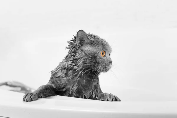 Gatto Grigio Bagno Bianco Processo Balneazione Versando Acqua Gatto Bagnato — Foto Stock