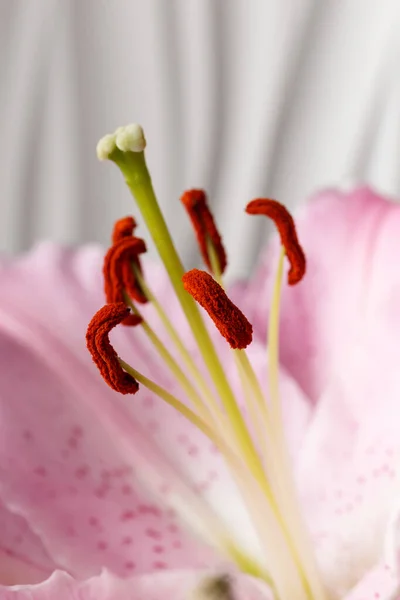 Цветущий Розовый Цветок Лилии Крупным Планом Белом Фоне Цветущая Лилия — стоковое фото