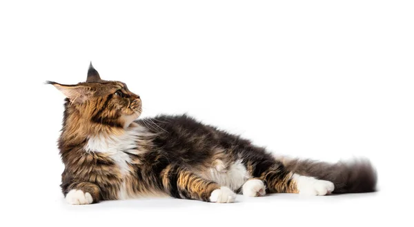 Dospělý Čistokrevný Maine Mýval Kočka Leží Bílém Pozadí Reklamu Kočičí — Stock fotografie