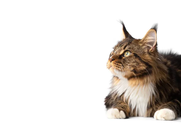 Dospělý Čistokrevný Maine Mýval Kočka Leží Bílém Pozadí Reklamu Kočičí — Stock fotografie