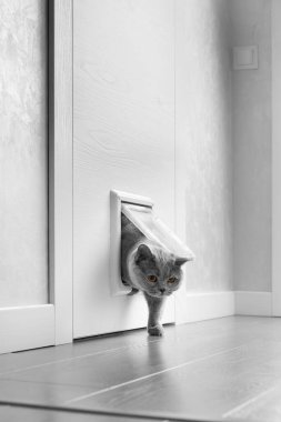 Bir İngiliz gri kedisi kedi kapağından geçer, bir kapıya kedi kapağı takılır ve bir apartmanın içindeki kedi kapısını yalar..