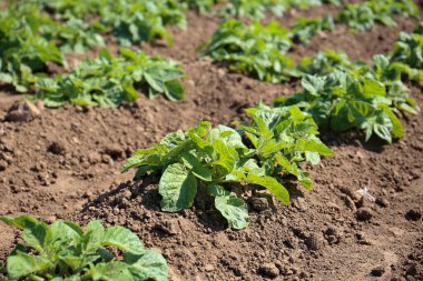 Ekolojik kavram. Toprakta filizlenme. Çevre dostu bitkiler ekiyorum. Bahçeyle ilgilenip, ekiyorum. Organik gıda yetiştiriyor.