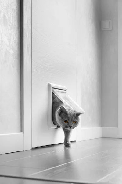 Gato Gris Británico Camina Través Una Solapa Gato Escotilla Gato — Foto de Stock