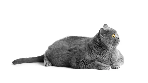Fat Shorthair Cat Big Red Eyes Lies White Background Animal — Stock fotografie