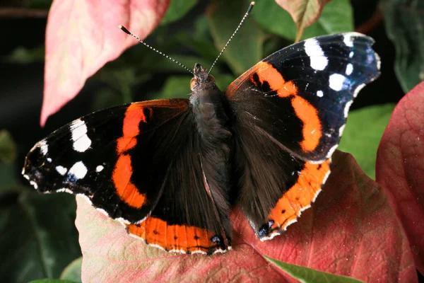 Kızıl Amiral Pyrameis Atalanta Nymphalidae Familyasından Bir Kelebek Çiçekteki Kelebek — Stok fotoğraf