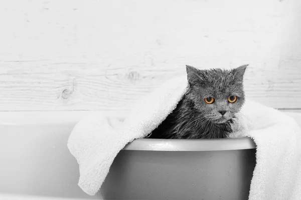 Harmaa Kissa Valkoisessa Kylpyhuoneessa Uiminen Veden Kaataminen Pelästynyt Märkä Kissa — kuvapankkivalokuva