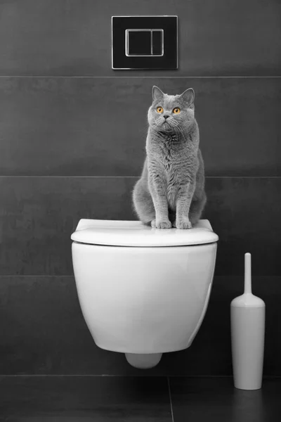 Safkan Bir Ngiliz Gri Kedisi Banyoda Beyaz Bir Klozetin Üzerinde — Stok fotoğraf