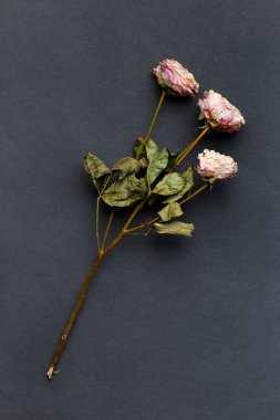 Siyah arka planda kurumuş gül dalı. Yalnızlık ve yaş kavramı. Mutsuz aşk. Bir kayıp. Üzüntü.
