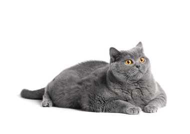 A fat shorthair cat with big red eyes lies on a white background. Animal obesity. British cat on a white background. A large fat cat of the British breed lies and looks in surprise