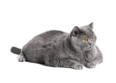 A fat shorthair cat with big red eyes lies on a white background. Animal obesity. British cat on a white background. A large cat of the British breed lies and looks in surprise