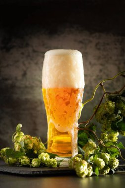 A glass of light beer with foam on a dark background and bunches of green hops. Unfiltered beer with foam spreading over the glass