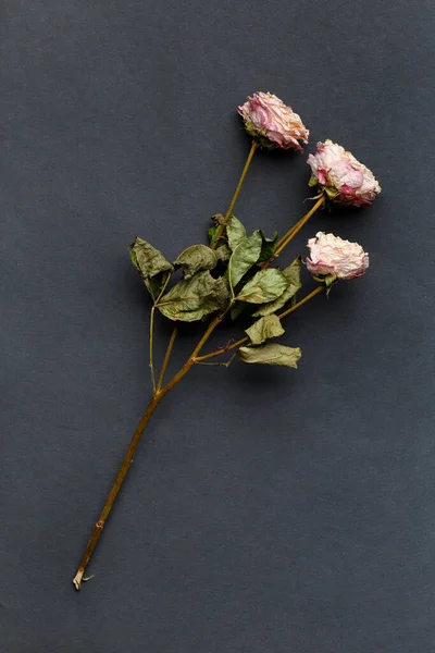 Αποξηραμένο Κλαδί Τριαντάφυλλου Μαύρο Φόντο Πάνω Όψη Έννοια Της Μοναξιάς — Φωτογραφία Αρχείου