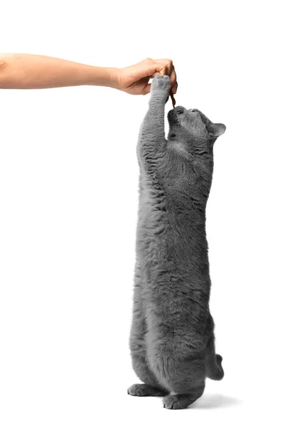 British blue cat stands on its hind legs and reaches for a treat in the hands of a person on a white background. A beautiful purebred gray cat takes a treat from a girl's hand on isolation.