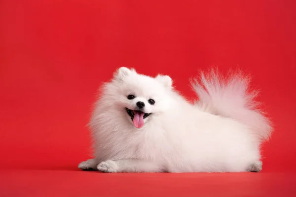 Portraite Cute Fluffy Puppy Pomeranian Spitz Little Smiling Dog Lying — Stockfoto