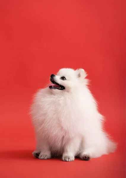 ポメラニアン スピッツのかわいいふわふわの子犬の肖像 明るい流行の赤い背景に横たわっている小さな笑顔の犬 — ストック写真