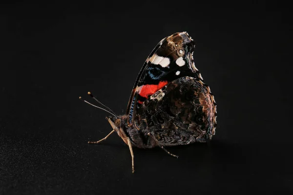 Czerwony Admirał Pyrameis Atalanta Motyl Rodziny Nymphalidae Motyl Ciemnym Tle — Zdjęcie stockowe