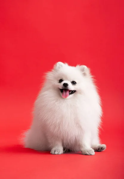 ポメラニアン スピッツのかわいいふわふわの子犬の肖像 明るい流行の赤い背景に横たわっている小さな笑顔の犬 — ストック写真