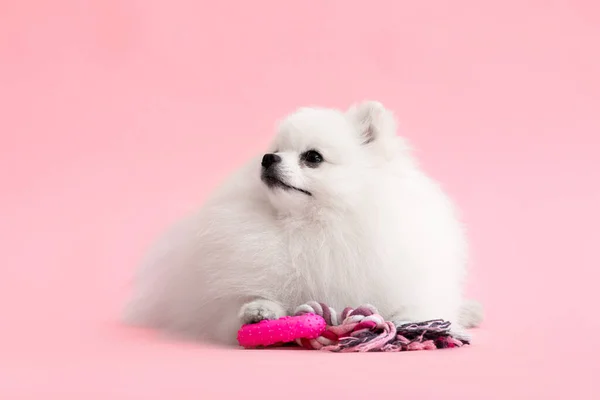 Portraite Cute Fluffy Puppy Pomeranian Spitz Little Smiling Dog Lying — Foto Stock