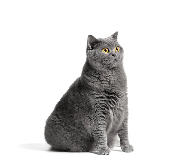 Fat Shorthair Cat Big Red Eyes Sits White Background Animal — Foto Stock