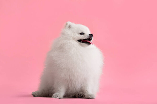 Portraite of cute fluffy puppy of pomeranian spitz. Little smiling dog lying on bright trendy red background.
