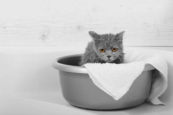 Šedá Kočka Bílé Koupelně Proces Koupání Nalévání Vody Vystrašená Mokrá — Stock fotografie