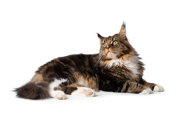 一只成年纯种的缅因州猫撒谎了 猫粮广告 与世隔绝的大纯种猫 — 图库照片
