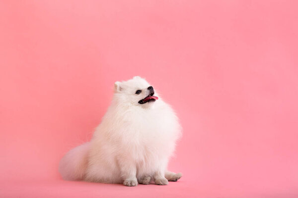Portraite of cute fluffy puppy of pomeranian spitz. Little smiling dog lying on bright trendy pink background.